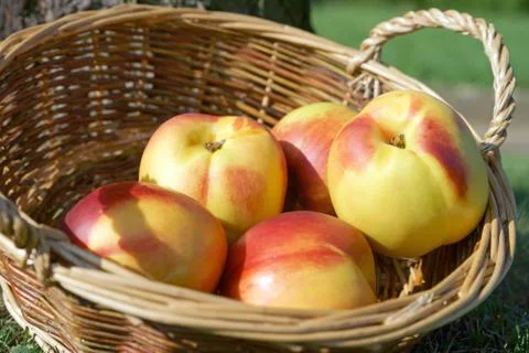 Nectarine Stock Photos