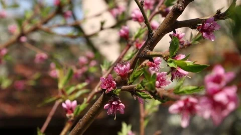 Nectarine tree bloom Vídeo Stock 49052740