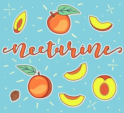 Nectarine - Whole and pieces. Vector stock illustration. Colored fruit set Stock-Illustration