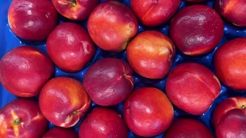 Nectarines displayed in order on blue background Stock Footage 312518130