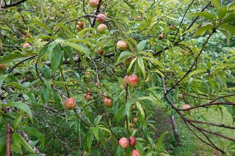 Nectarines growing on tree in backyard garden. Branches of nectarine tree f.. Stock Photos