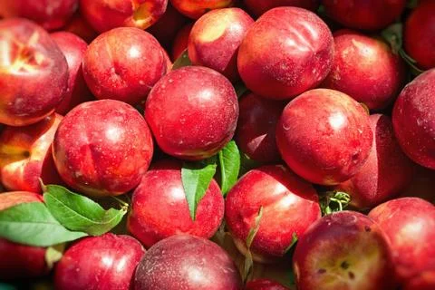 Nectarines Stock Photos