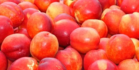 Nectarines. Stock Photos
