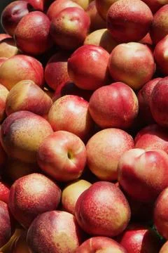 Nectarines pile Stock Photos
