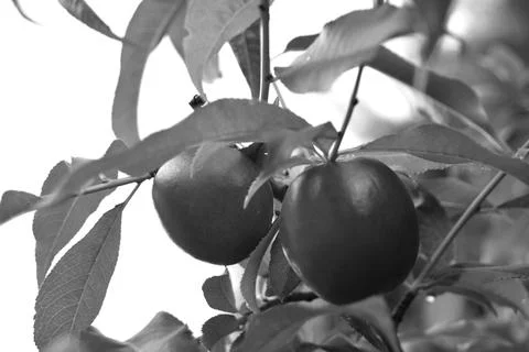 Nectarines on the tree to be picked Stock Photos