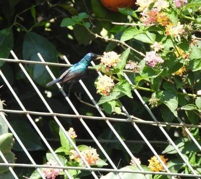 The nectarnia bird Stock Photos