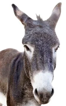 Neddy Stock Photos