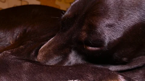Need to build a dog booth and make a bed Stock Footage 78922190