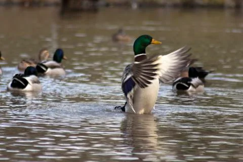 Need a Hug? Foto stock