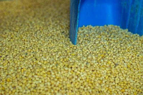 Need to split mung bean or mug dal that a nice vegetable Stock Photos