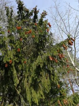 NEEDEL-TREE with many TAPS..... looking up Stock Photos