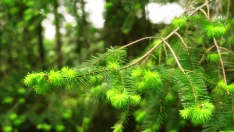 Needle branches moving in the wind in the forest Video stock 69073795