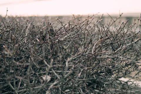 Needle bush Stock Photos