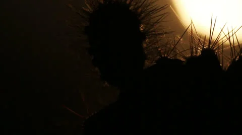 Needle of a Cactus Stock Footage 26058998