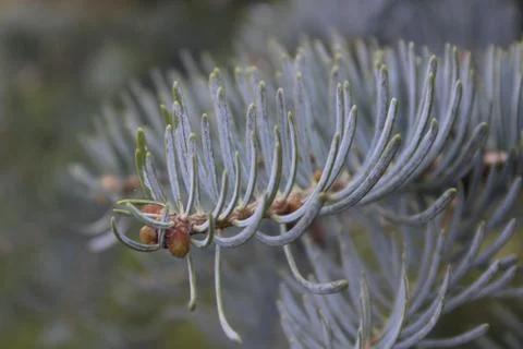 Needle of conifer Stock Photos
