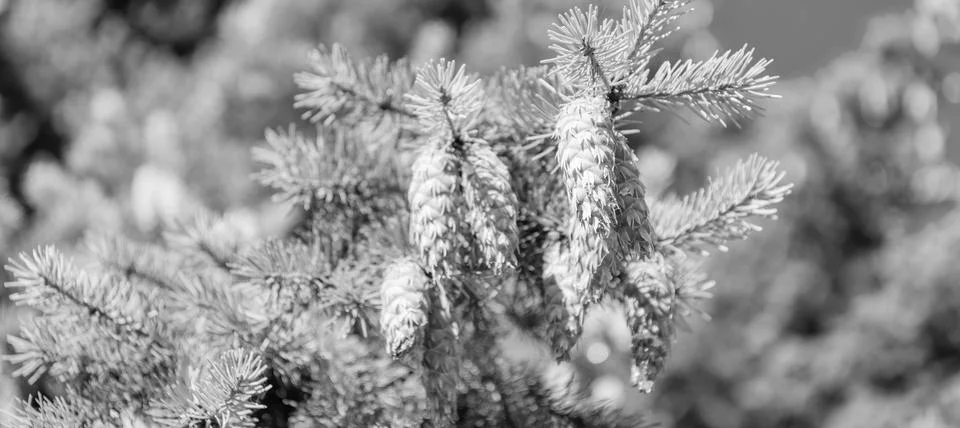Needle of the coniferous tree. Pine pollen. Needle of Christmas tree nature Stock-Fotos