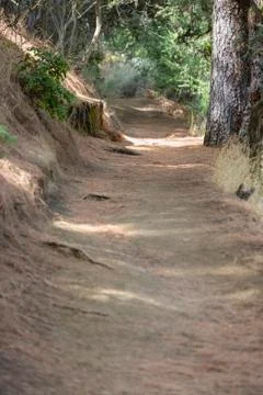 Needle covered footpath through pine trees near Refugio Del Pilar in La Palma Stock Photos