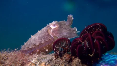 Needle Cuttlefish hiding Stock Footage 72381539