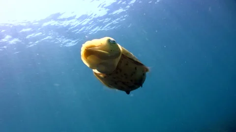 Needle cuttlefish (Sepia aculeata) Stock Footage 6687053