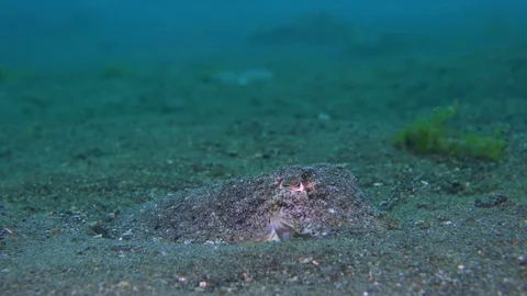 Needle Cuttlefish (Sepia aculeata) hiding in sand 動画素材 72409635