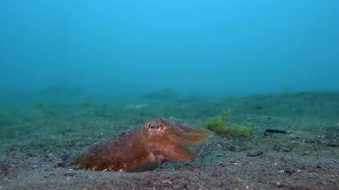Needle Cuttlefish (Sepia aculeata) sitting in sand  with blue water Stock Footage 72464260