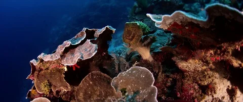 Needle cuttlefish  swims curiously through an  coral reef, slow motion Stock Footage 83713353