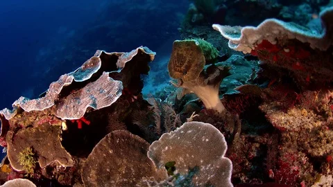 Needle cuttlefish  swims curiously through an  coral reef, slow motion Stock-Footage 83721816
