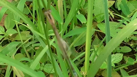 Needle dragon Stock Footage 171921147