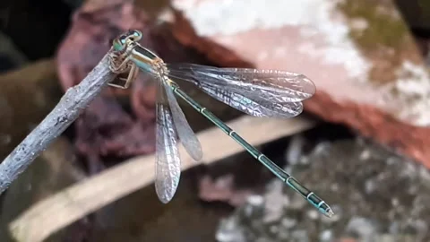 Needle dragon Stock Footage 171945890