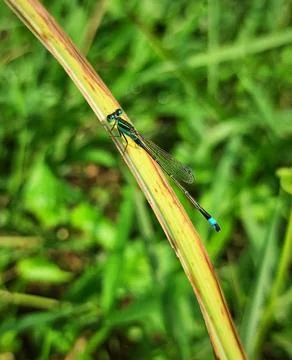 A needle dragonfly perched on a weed leaf Stock-Fotos