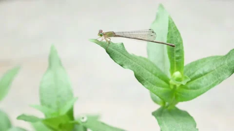 The needle dragonfly perches on the leaf 4K Stock Footage 153452426