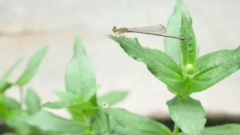 The needle dragonfly perches on the leaf 4K Stock Footage 153452453
