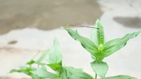 The needle dragonfly perches on the leaf 4K Stock Footage 153452569