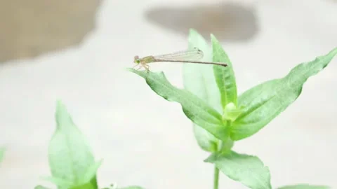 The needle dragonfly perches on the leaf 4K Stock Footage 153452573