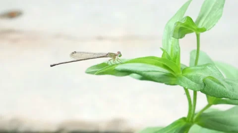 The needle dragonfly perches on the leaf 4K Stock Footage 153452598