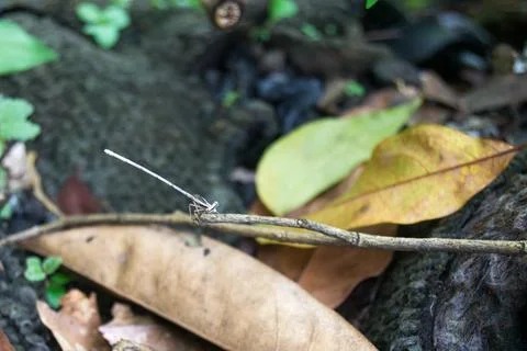 Needle dragonfly Stock Photos