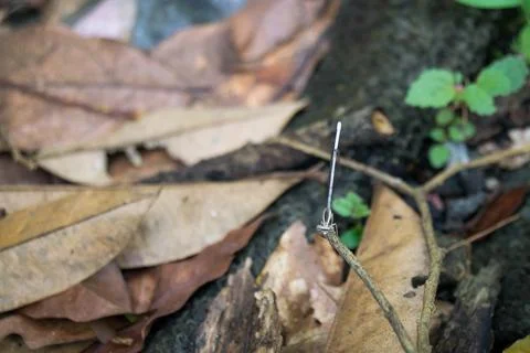Needle dragonfly Stock Photos