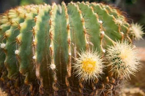 Needle of echino cactus Stock Photos