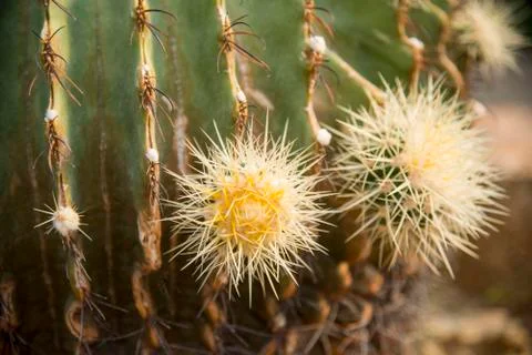 Needle of echino cactus Stock Photos