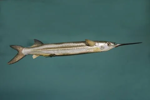 Needle Fish Model Foto stock