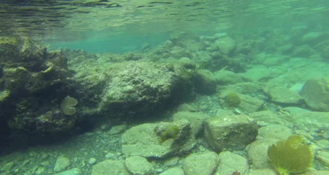 A needle fish swiming off the coast Stock Footage 42826454
