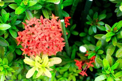 Needle flower Stock Photos