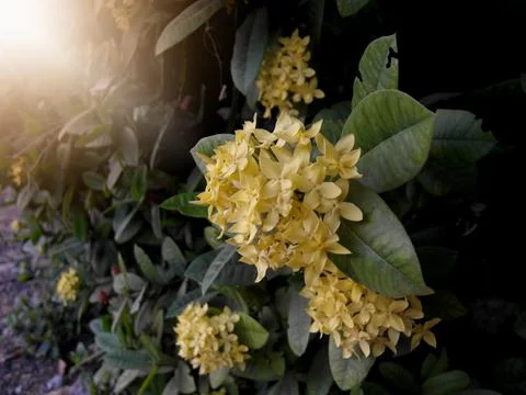 Needle flower 写真素材