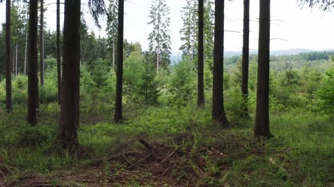 A needle forest and forest floor filmed at a low angle in 4k Stock Footage 138182644