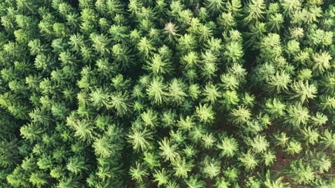 A needle forest filmed top down from above to the ground in 4k Stock Footage 139821957