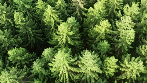 A needle forest filmed top down with straight movement in 4k Stockbeeldmateriaal 139821959