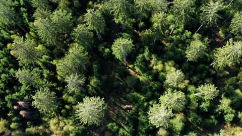 A needle forest filmed top down downwards in 4k Stock Footage 141053144
