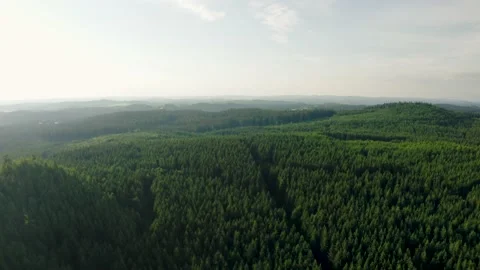 Needle forest at sunrie in Austria Stock Footage 232462677