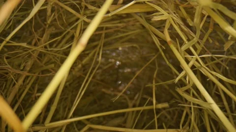 Needle In A Haystack Abstract Concept Video stock 132152881
