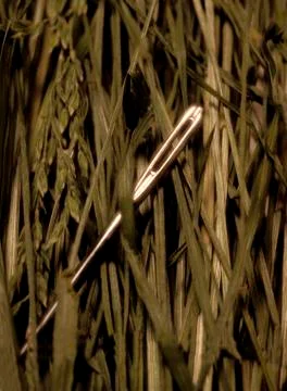 Needle in haystack Stock Photos